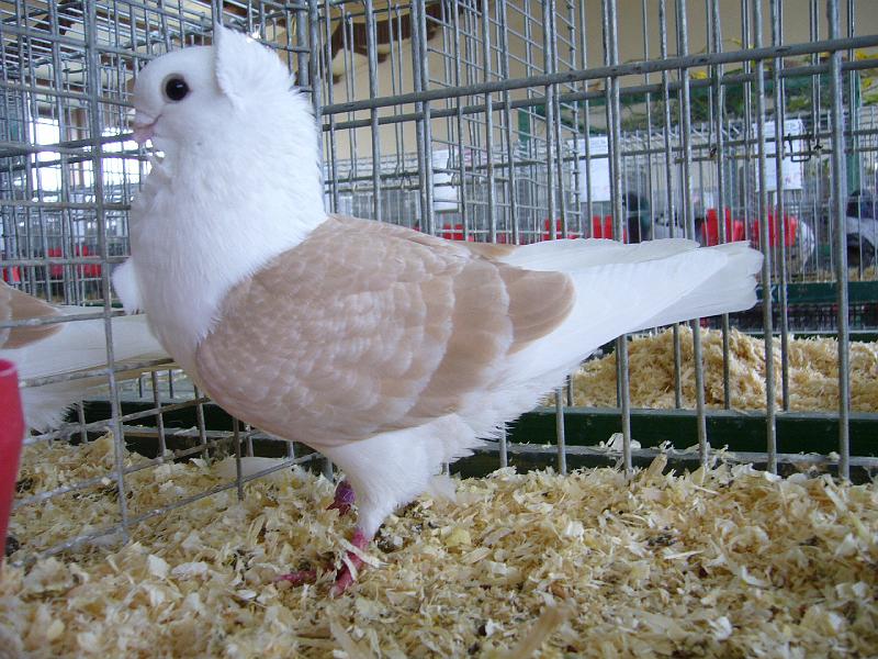 Bezirksschau Luebbecke 370.jpg - Altdeutsche Mövchen gelbfahl gahämmert von Lars Culemann Preis sg 94 Z